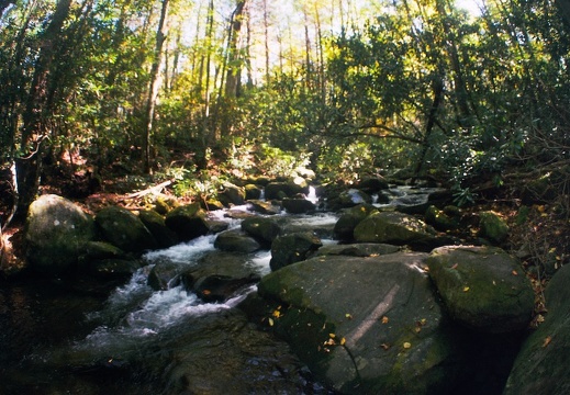 Lower Mt. Cammerer Trail